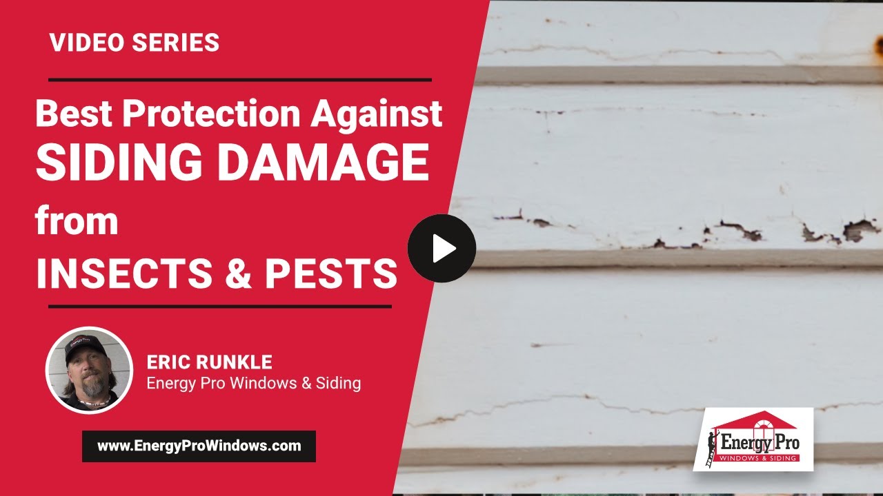 Siding Damage from Insects and Pests